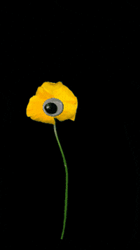 Fizzmade GIF by FizzStory EXP