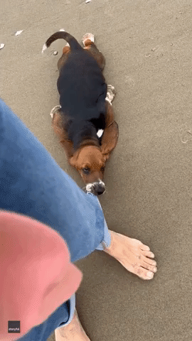 Tired Basset Hound Catches a Ride in 'Smartypants' Way
