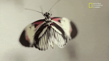 nat geo wild pets GIF by Dr. K's Exotic Animal ER