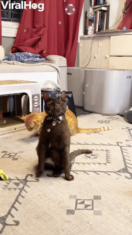 Molé the Cat Playing with Catnip Bubbles