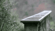 rain drizzle GIF