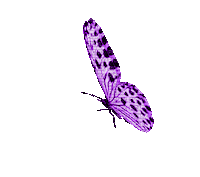 Butterfly Sticker