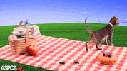 see ya cat GIF by ASPCA