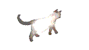 animation cat STICKER