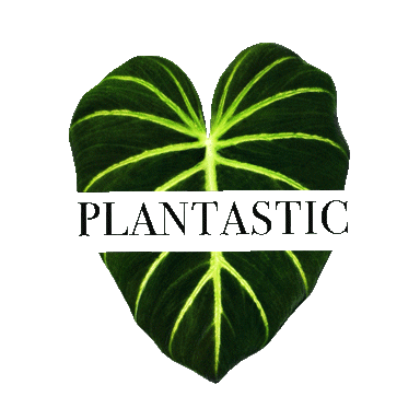 plantastic_ug_ giphyupload giphystrobetesting Sticker