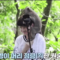 Bali Indonesia Monkey GIF