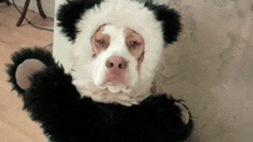 Dog Panda GIF