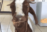 GIF by Random Goat