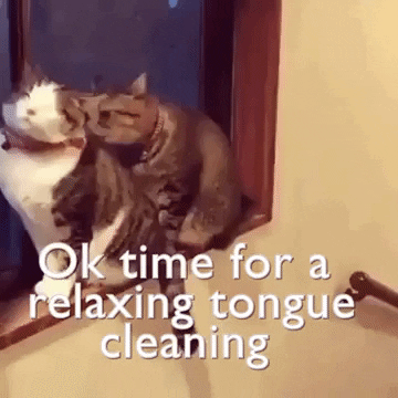 cats GIF by JustViral.Net