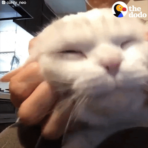Purring Cat GIF by The Dodo