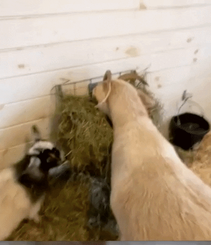 maybelarts giphyupload GIF