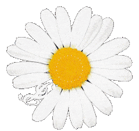 G Dragon King Sticker