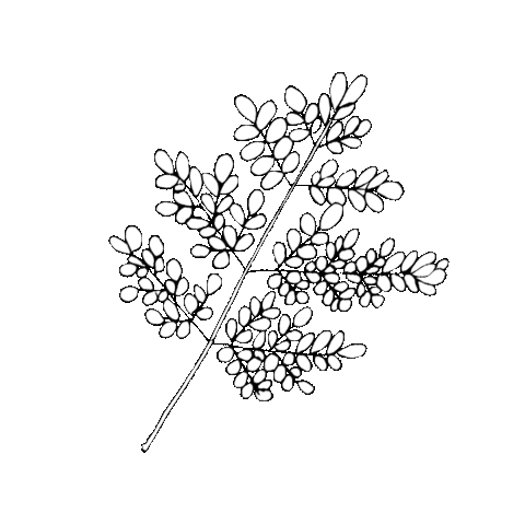 Capeofstormsza giphyupload moringa capeofstorms Sticker