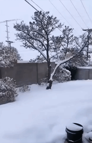 Winter Storm Blankets Albuquerque in Snow