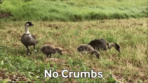 Birds Eating GIF by U.S. Fish and Wildlife Service
