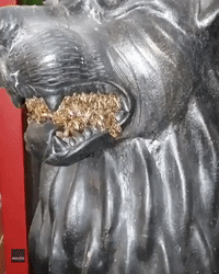 Fearsome Sight: Bees Move Into Lion Statue in Perth