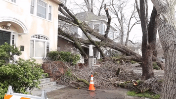 Trees Crash Onto Homes, Cars During Sacramento Storm