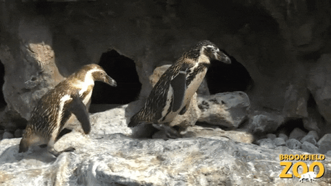 Walking Penguin GIF by Brookfield Zoo