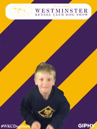 wkcdogshow GIF by Westminster Kennel Club
