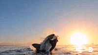 Nandi's Breach