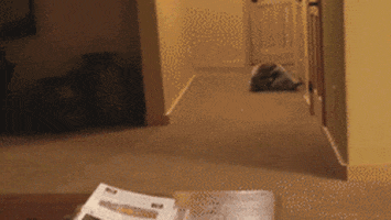 Raccoons Rolling GIF