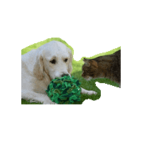 Hund Labrador Sticker by Pawcordbyfranzi