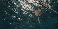 GIF by Jurassic World