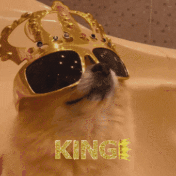 Dog Fashion GIF