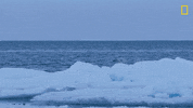 Nat Geo Swimming GIF by National Geographic Channel