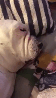This Cute Bulldog Has the Most Hilarious Snore