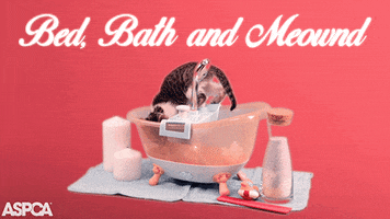 cat kitten GIF by ASPCA