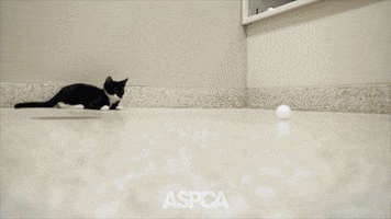 Play Running GIF by ASPCA