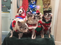 Christmas Chihuahua Carolers