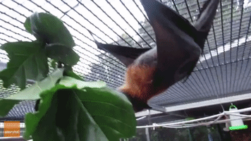 Rescued Bats Enjoy Fig Leaf Lunch in Queensland, Australia
