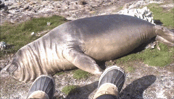 sea lion GIF