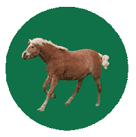 Sporthotel_beck brand beck pferde reiten Sticker