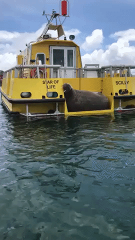 Wandering Walrus Spotted Snoozing on Boat in Scilly Isles Port