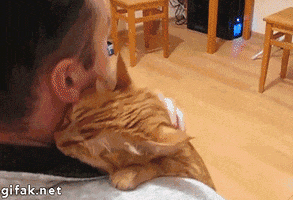 cat hug GIF