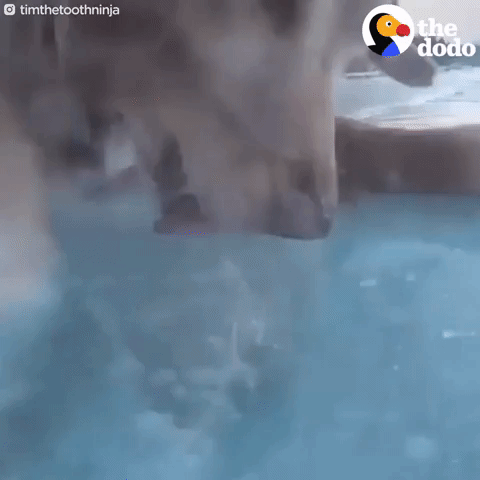 dog GIF by The Dodo