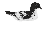 Sea Bird Sticker by Melissa Boardman