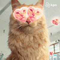 Small Business Cat GIF by KPN