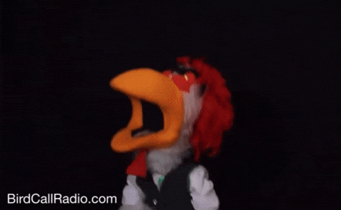 BirdCallRadio angry song chicken sing GIF