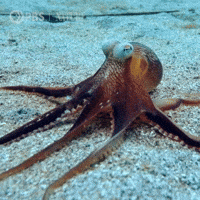 Pbs Nature Ocean GIF by Nature on PBS