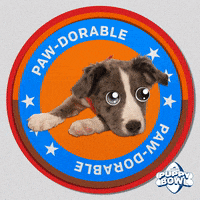 Hungry Football GIF by Puppy Bowl