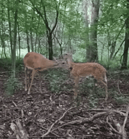 Licking Each Other GIF