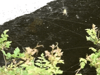 Education Biology GIF by DIIMSA Stock