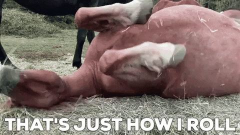 JiniP giphygifmaker roll over big mama how i roll GIF