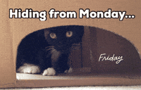 Tuxedo Cat GIF