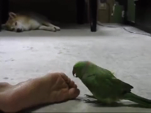 feet parrot GIF