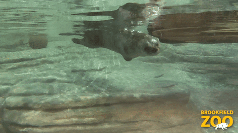 River Otter Hello GIF by Brookfield Zoo